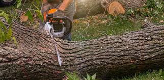 Trusted Mesquite, NV Tree Removal Services Experts