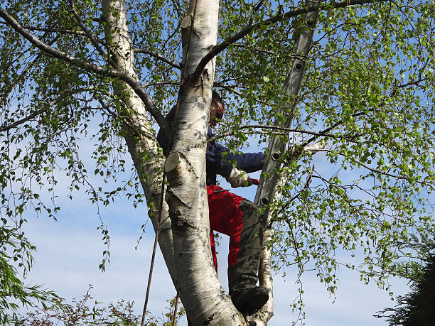 Lawn Pest Prevention in Mesquite, NV