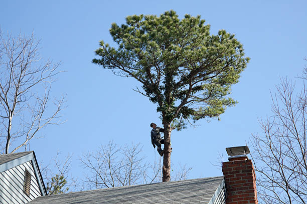 Best Arborist Consultation Services  in Mesquite, NV