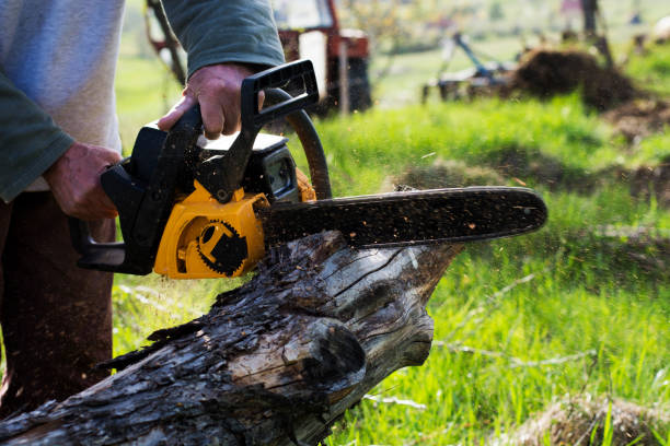 How Our Tree Care Process Works  in  Mesquite, NV